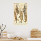 Poster Plante de blé résistant à la sécheresse, Agricultu (Cuisine)