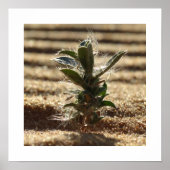 Poster Plante de désert résiliente poussant dans du sable (Devant)