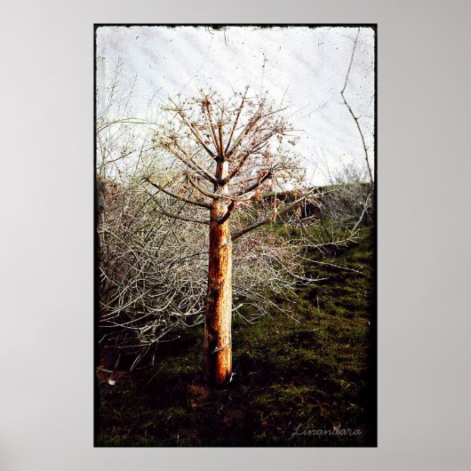 Poster Plante de Ferula sèche au Tadjikistan (Devant)