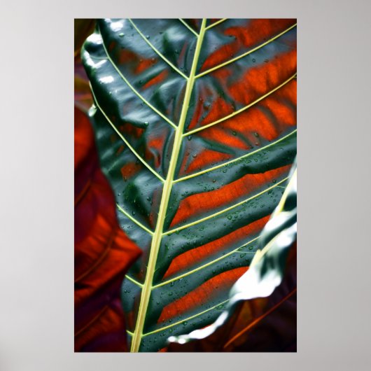 Poster Plante de feuille verte (Devant)