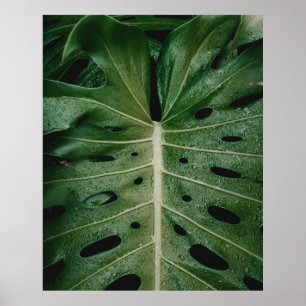 Poster Plante de feuille verte