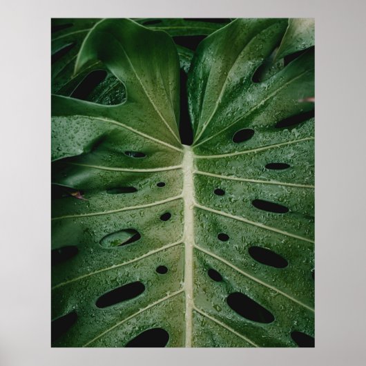Poster Plante de feuille verte (Devant)