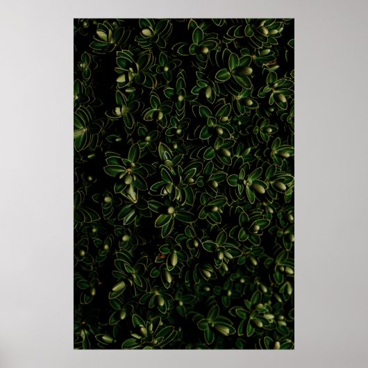 Poster Plante de feuille verte (Devant)