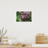 Poster Plante de fleur d'algue (Cuisine)