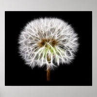 Plante de fleurs de pissenlit blanc