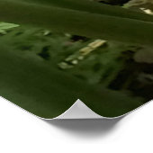 Poster Plante de gingembre Golden Beehive (Coin)