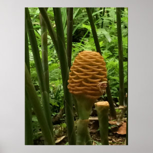 Poster Plante de gingembre Golden Beehive