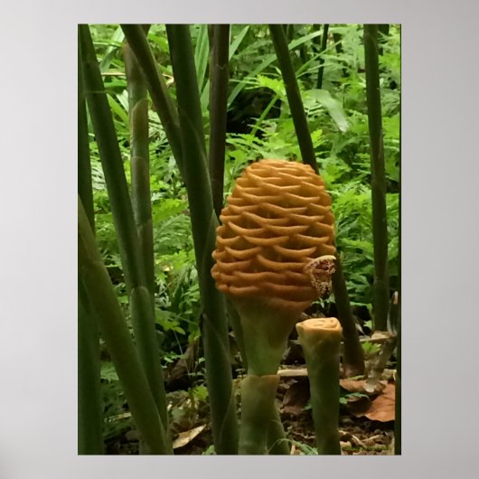 Poster Plante de gingembre Golden Beehive (Devant)