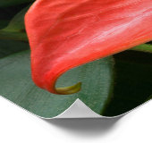 Poster Plante de l'anthurium rouge contre le feuillage (Coin)