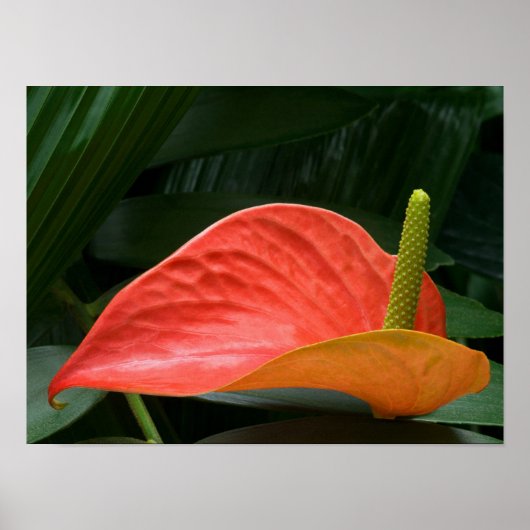 Poster Plante de l'anthurium rouge contre le feuillage (Devant)