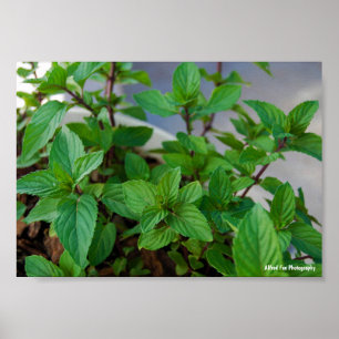 Poster Plante de menthe herbacée