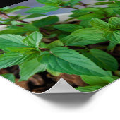Poster Plante de menthe herbacée (Coin)