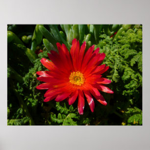 Poster Plante de moquette couleur rouge à fleur de glace