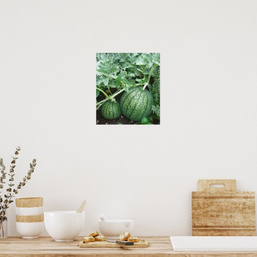 Poster Plante de pastèque avec petits melons dans le jard (Cuisine)