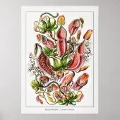 Poster Plante de Pitcher (blanc) | Vintage Ernst Haeckel (Devant)