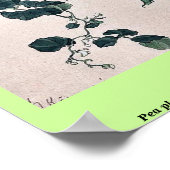Poster Plante de pois montrant la vigne et les fleurs Kan (Coin)