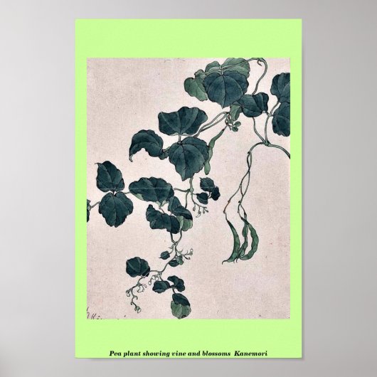 Poster Plante de pois montrant la vigne et les fleurs Kan (Devant)