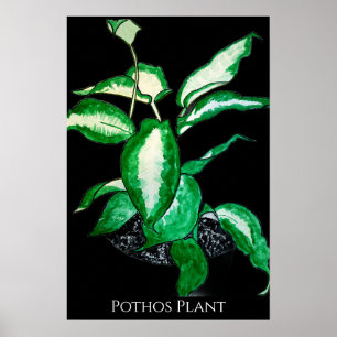 Poster Plante de Pothos