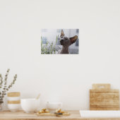 Poster Plante de renfort de chat sans cheveux gris (Cuisine)