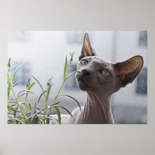 Poster Plante de renfort de chat sans cheveux gris