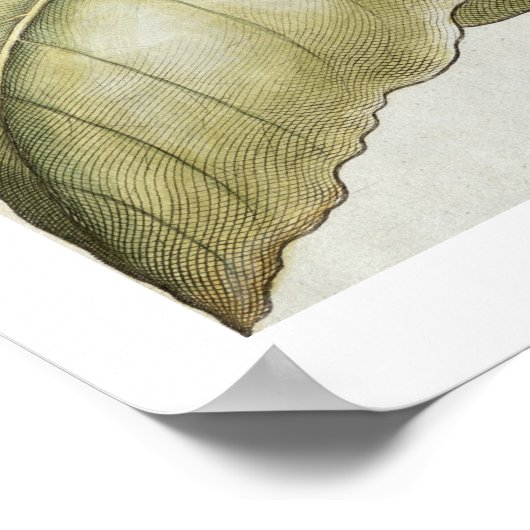 Poster Plante de tabac, de "Hortus Eystettensis" par B (Coin)