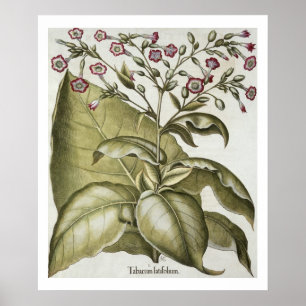 Poster Plante de tabac, de "Hortus Eystettensis" par B