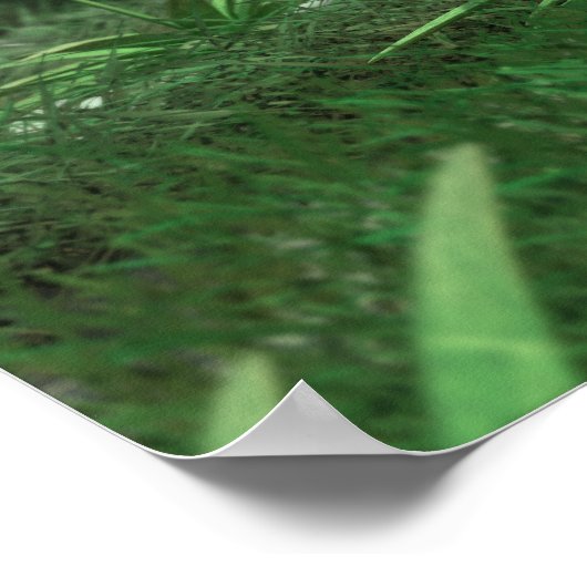 Poster Plante d'énergie 2 Canvas (Coin)