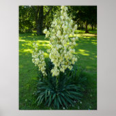 Poster Plante du Yucca (Devant)