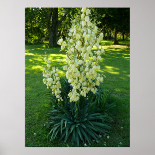 Poster Plante du Yucca