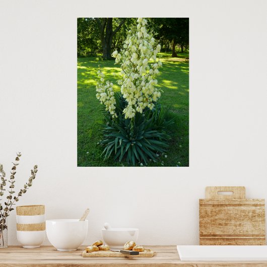 Poster Plante du Yucca (Cuisine)