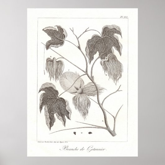 Poster Plante en coton Illustration botanique anti (Devant)