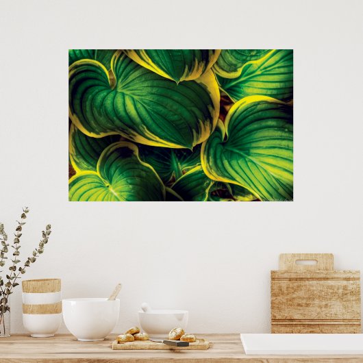 Poster Plante - Feuille Hosta (Cuisine)