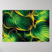 Poster Plante - Feuille Hosta (Devant)