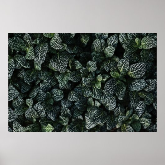 POSTER PLANTE FEUILLE VERT ET BLANC (Devant)