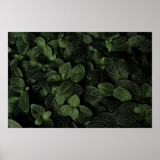 POSTER PLANTE FEUILLE VERT ET BLANC (Devant)
