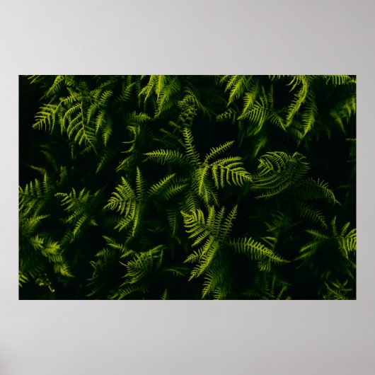 POSTER PLANTE FEUILLE VERT ET JAUNE (Devant)