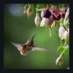 Poster Plante Fleur De Colibri Et Fushia Imprimer<br><div class="desc">Plante Fleur De Colibri Et Fushia Imprimer</div>