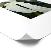 Poster Plante Fleurie Monstera Panachée (Coin)