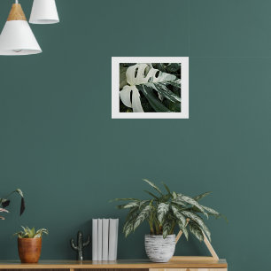 Poster Plante Fleurie Monstera Panachée