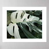 Poster Plante Fleurie Monstera Panachée (Devant)