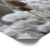 Poster Plante Fuller's Teasel (Coin)