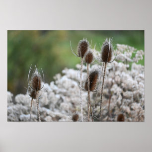 Poster Plante Fuller's Teasel