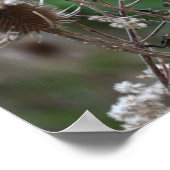 Poster Plante Fuller's Teasel (Coin)