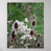 Poster Plante Fuller's Teasel (Devant)