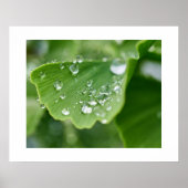 Poster Plante Ginkgo (Devant)