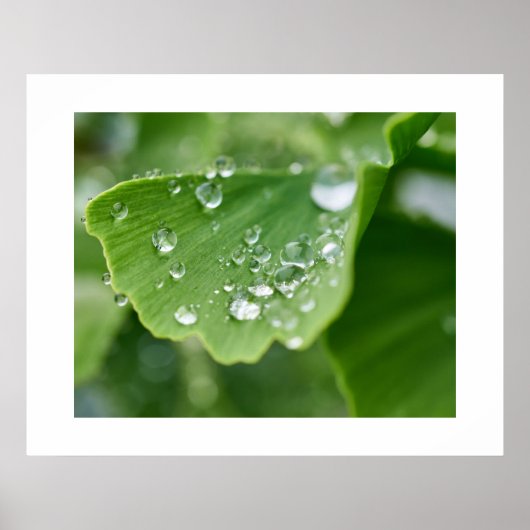 Poster Plante Ginkgo (Devant)