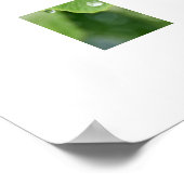 Poster Plante Ginkgo (Coin)