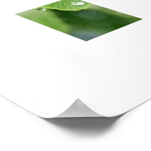 Poster Plante Ginkgo (Coin)