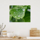 Poster Plante Ginkgo (Cuisine)