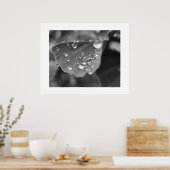 Poster Plante Ginkgo (Cuisine)